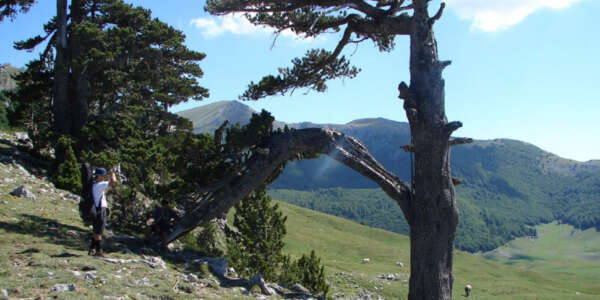 Castrovillari, Parco del Pollino ancora senza una guida