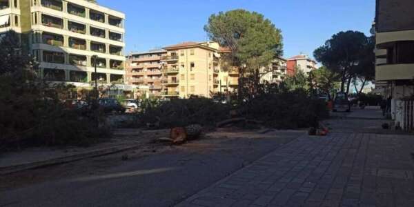Rende, scoppia l’ennesima polemica contro il taglio dei pini centenari