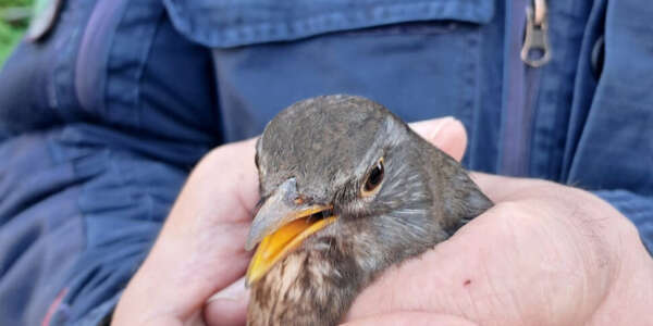 Detenzione illegale di avifauna nel Cosentino. Nell’abitazione anche scarichi non autorizzati